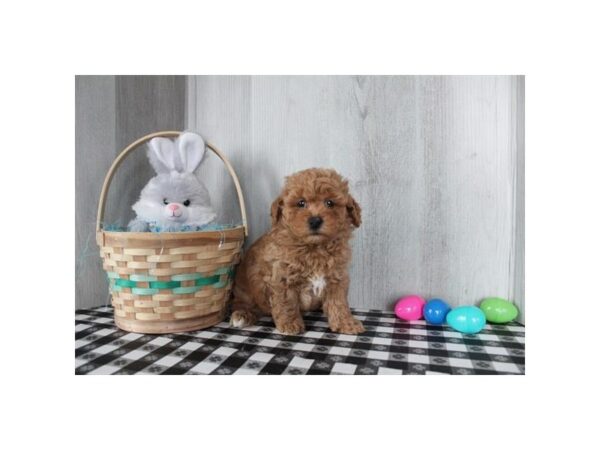 [#16595] Red Male Poodle Mini Puppies For Sale
