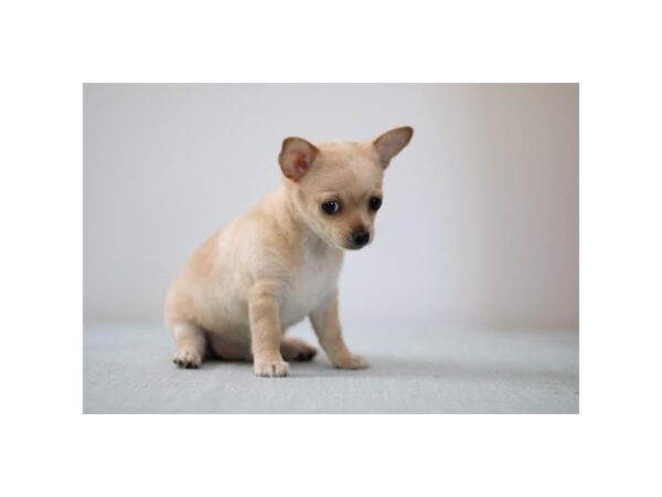 [#16592] Cream Male Chihuahua Puppies For Sale