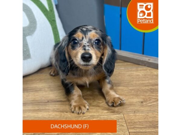 Dachshund-Dog-Female-Black / Tan-16589-Petland Chillicothe, Ohio