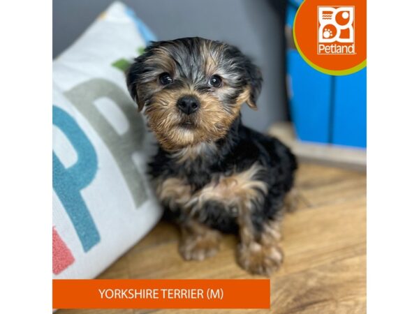 Yorkshire Terrier Dog Male Black / Tan 16583 Petland Chillicothe, Ohio