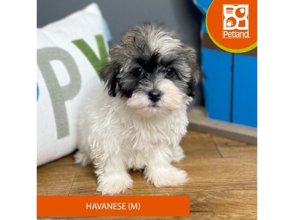 Havanese-Dog-Male-Tri-Colored-16505-Petland Chillicothe, Ohio