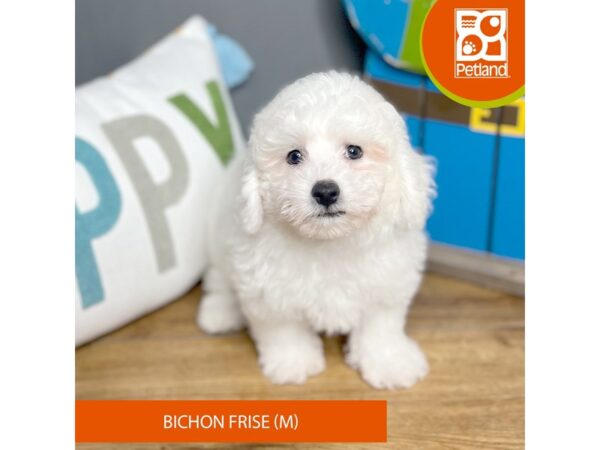 Bichon Frise-Dog-Male-White-16511-Petland Chillicothe, Ohio