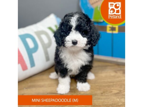 Mini Sheepadoodle Dog Male Black / White 16513 Petland Chillicothe, Ohio