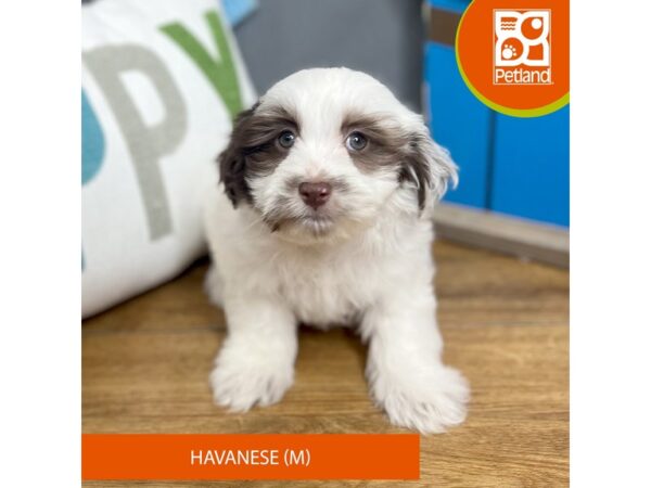 Havanese-Dog-Male-Chocolate / White-16515-Petland Chillicothe, Ohio