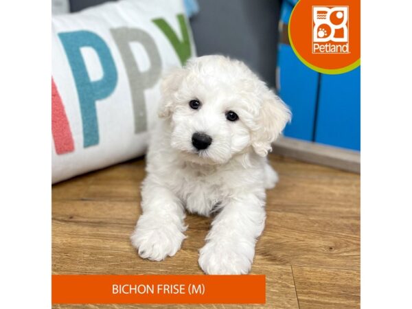 Bichon Frise-Dog-Male-White-16533-Petland Chillicothe, Ohio