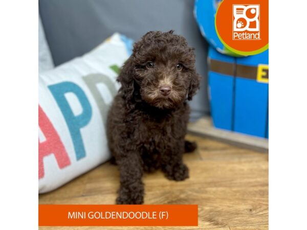 Goldendoodle Mini-Dog-Female-Chocolate-16530-Petland Chillicothe, Ohio