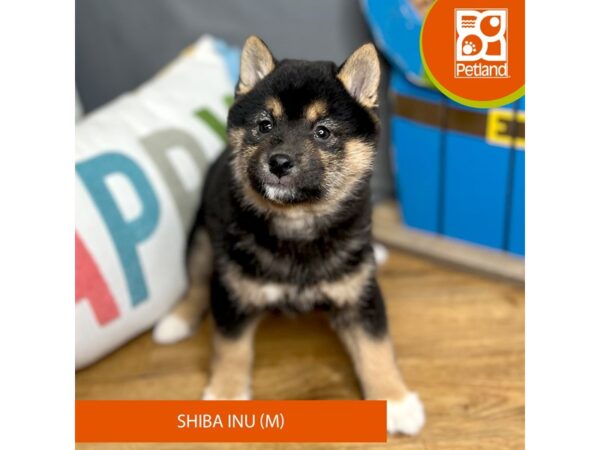 Shiba Inu-Dog-Male-Black and Tan-16529-Petland Chillicothe, Ohio