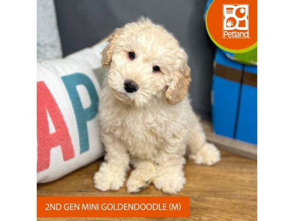 Goldendoodle Mini 2nd Gen-Dog-Male-Cream-16524-Petland Chillicothe, Ohio