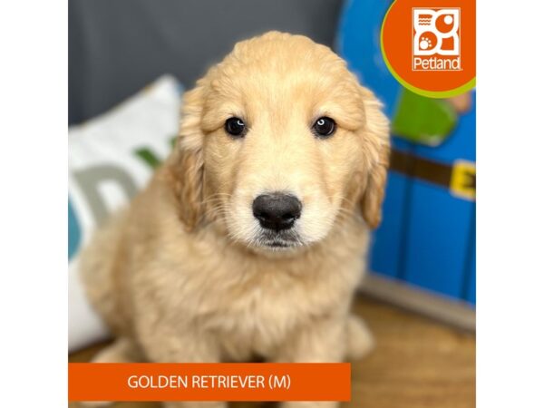 Golden Retriever-Dog-Male-Golden-16540-Petland Chillicothe, Ohio