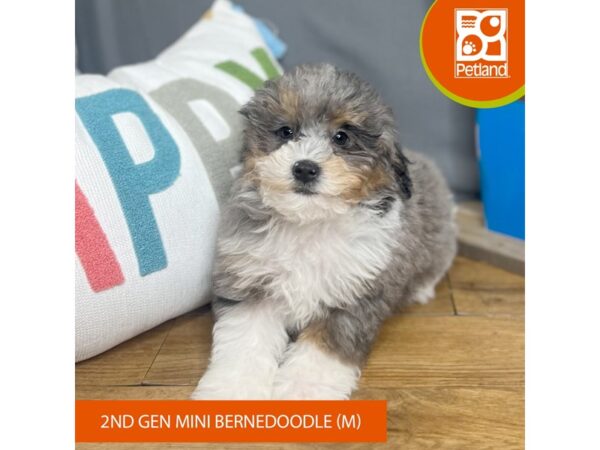 Bernedoodle Mini 2nd Gen-Dog-Male-Blue Merle-16552-Petland Chillicothe, Ohio