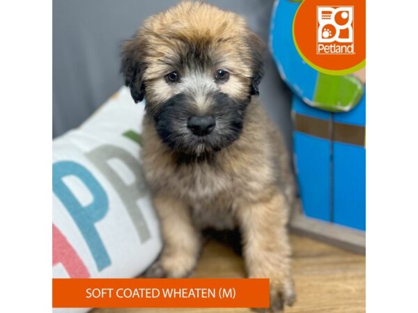 Soft Coated Wheaten Terrier-Dog-Male-Wheaten-16556-Petland Chillicothe, Ohio