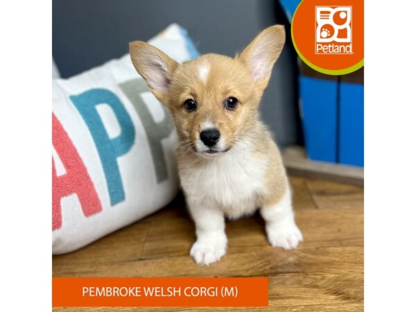 Pembroke Welsh Corgi Dog Male Sable 16577 Petland Chillicothe, Ohio