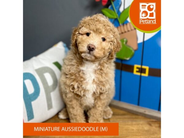 Miniature Aussiedoodle Dog Male Cream 16576 Petland Chillicothe, Ohio