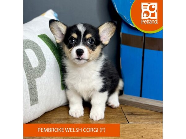 Pembroke Welsh Corgi-Dog-Female-Blk/Tri-16575-Petland Chillicothe, Ohio