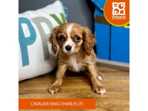 Cavalier King Charles Spaniel-Dog-Female-Ruby-16574-Petland Chillicothe, Ohio