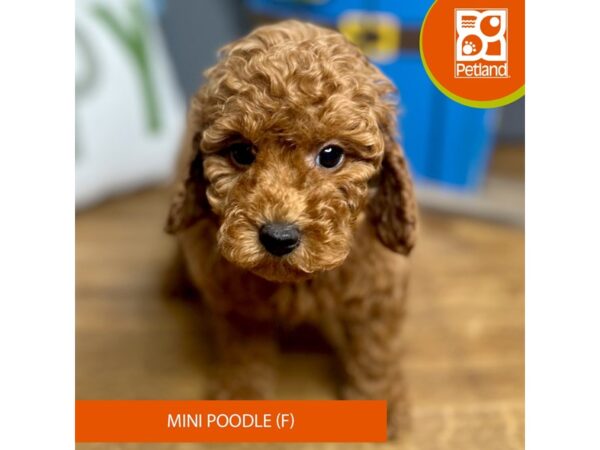 Poodle Mini Dog Female Red 16572 Petland Chillicothe, Ohio