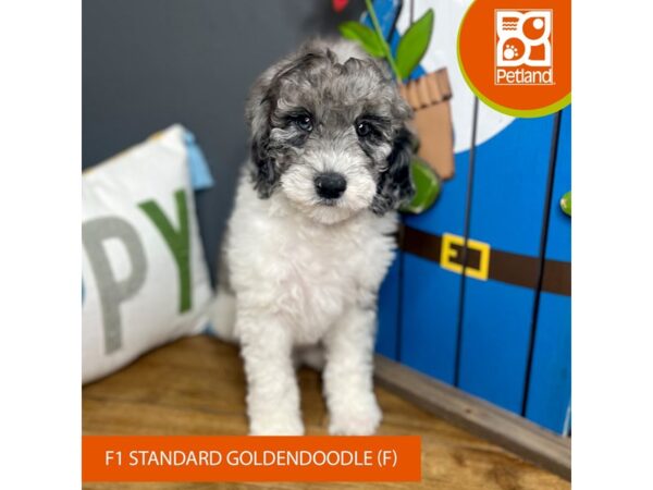 Goldendoodle Standard F1 Dog Female Blue Merle 16571 Petland Chillicothe, Ohio