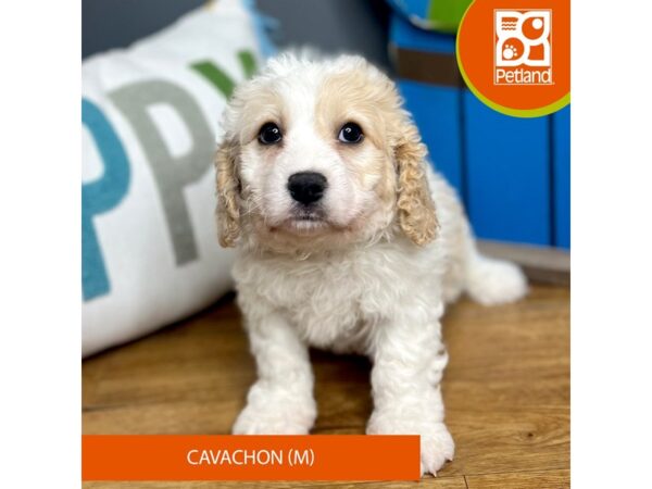 Cavachon Dog Male Blenheim 16570 Petland Chillicothe, Ohio