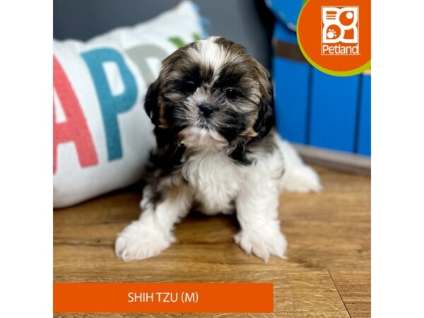 Shih Tzu-Dog-Male-Brown / White-16564-Petland Chillicothe, Ohio