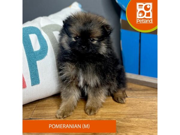 Pomeranian Dog Male Sable 16563 Petland Chillicothe, Ohio