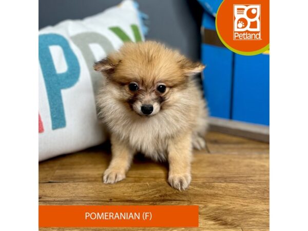 Pomeranian Dog Female Orange Sable 16562 Petland Chillicothe, Ohio