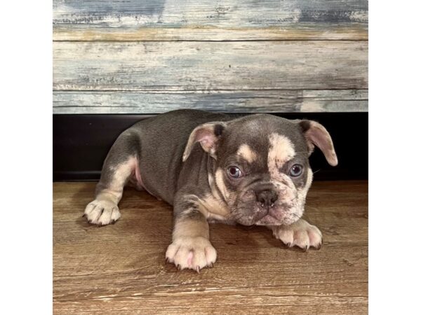 French Bulldog Dog Male Lilac Merle 16598 Petland Chillicothe, Ohio