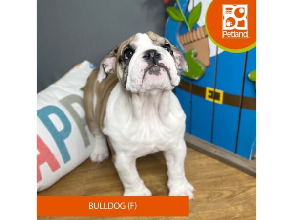 Bulldog Dog Female Fawn/White 16561 Petland Chillicothe, Ohio