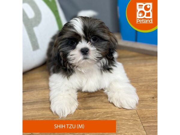 Shih Tzu Dog Male Grizzle / White 16581 Petland Chillicothe, Ohio