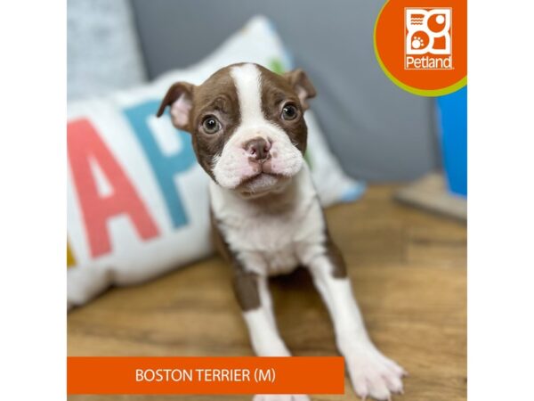 Boston Terrier Dog Male Red / White 16586 Petland Chillicothe, Ohio