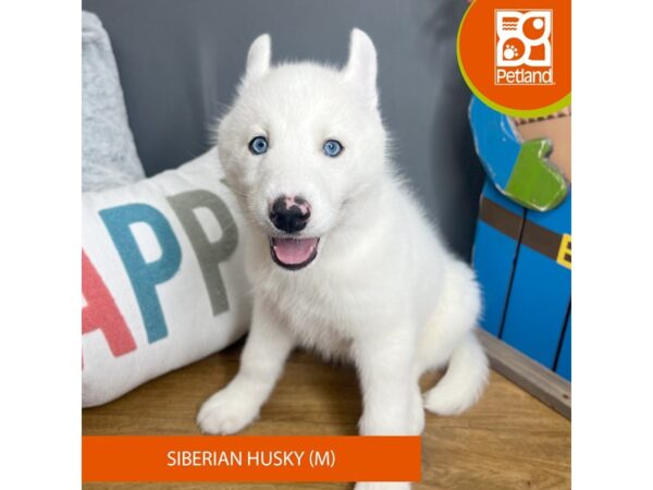 Siberian Husky-Dog-Male-White-16582-Petland Chillicothe, Ohio