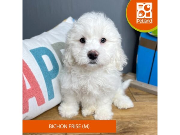 Bichon Frise-Dog-Male-White-16585-Petland Chillicothe, Ohio