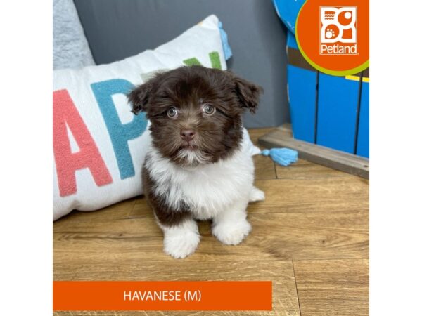 Havanese Dog Male Chocolate / White 16597 Petland Chillicothe, Ohio