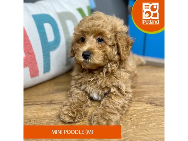 Poodle Mini Dog Male Red 16595 Petland Chillicothe, Ohio