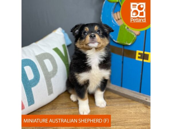 Miniature Australian Shepherd Dog Female Black Tan / White 16594 Petland Chillicothe, Ohio