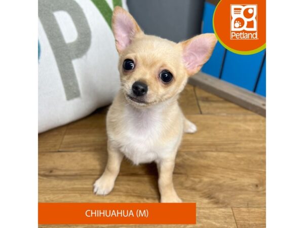 Chihuahua-Dog-Male-Cream-16592-Petland Chillicothe, Ohio