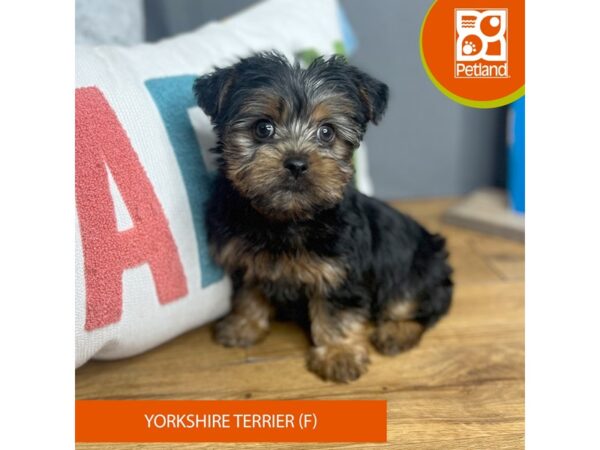 Yorkshire Terrier Dog Female Black / Tan 16591 Petland Chillicothe, Ohio