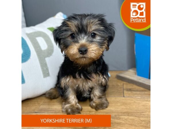 Yorkshire Terrier Dog Male Black / Tan 16584 Petland Chillicothe, Ohio