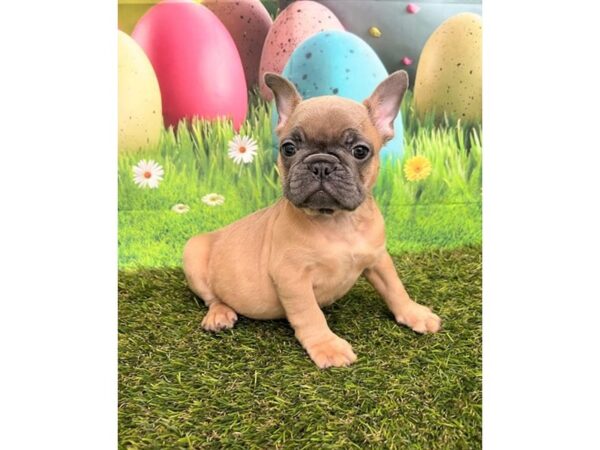 French Bulldog Dog Male Blue Fawn 16599 Petland Chillicothe, Ohio