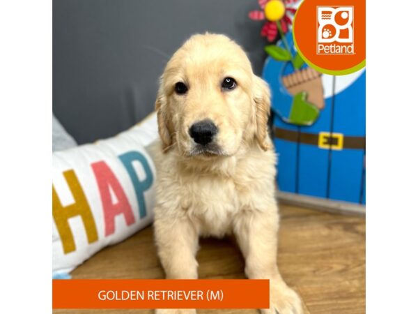 Golden Retriever Dog Male Golden 16600 Petland Chillicothe, Ohio