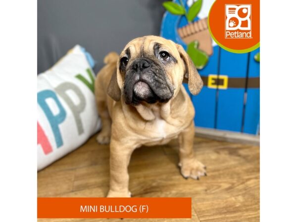 Mini Bulldog-Dog-Female-Apricot-16602-Petland Chillicothe, Ohio