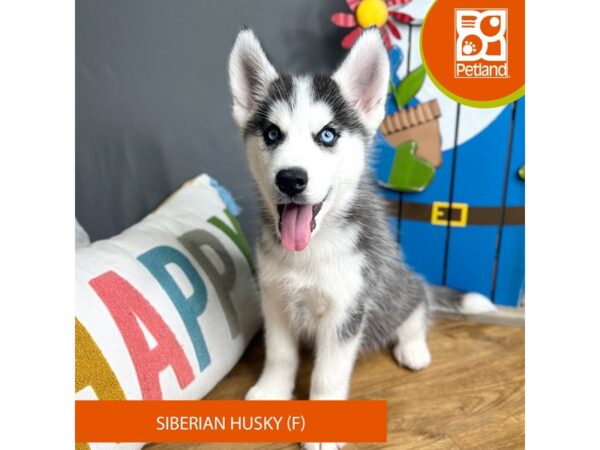 Siberian Husky-Dog-Female-Black / White-16603-Petland Chillicothe, Ohio