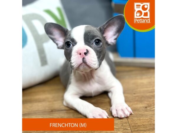 Frenchton-Dog-Male-Blue / White-16604-Petland Chillicothe, Ohio