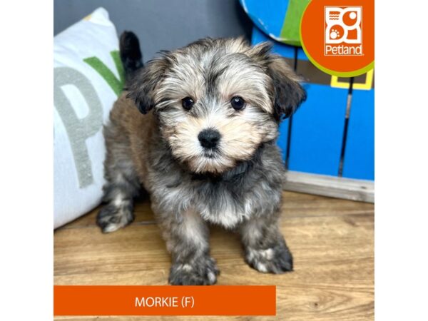 Morkie Dog Female Red Sable 16605 Petland Chillicothe, Ohio