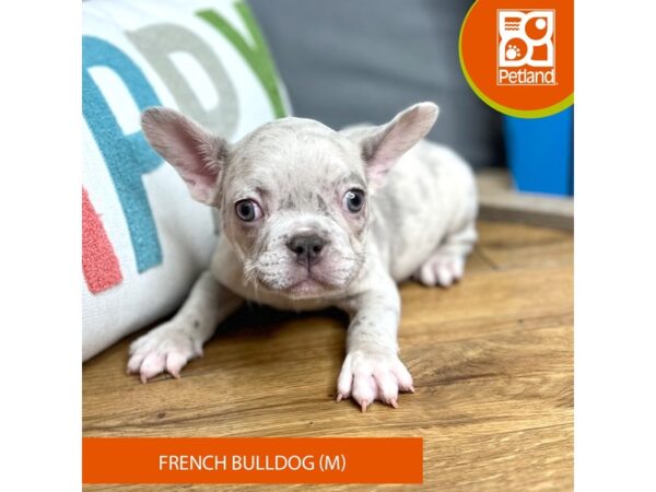 French Bulldog Dog Male Merle 16606 Petland Chillicothe, Ohio