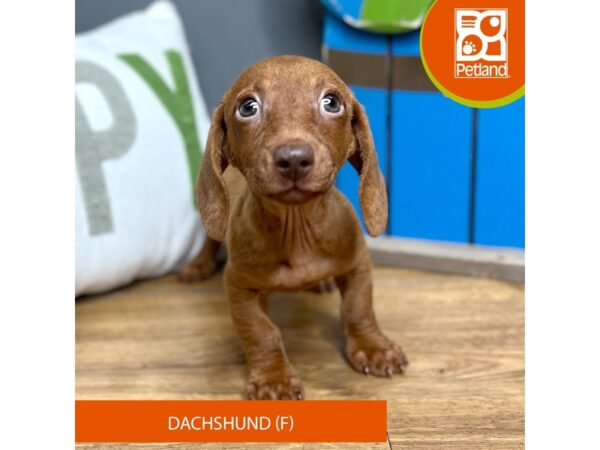 Dachshund Dog Female Red 16617 Petland Chillicothe, Ohio