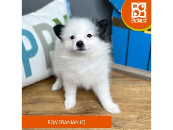 Pomeranian Dog Female Black / White 16616 Petland Chillicothe, Ohio