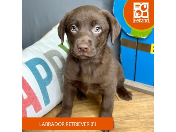 Labrador Retriever Dog Female Chocolate 16614 Petland Chillicothe, Ohio