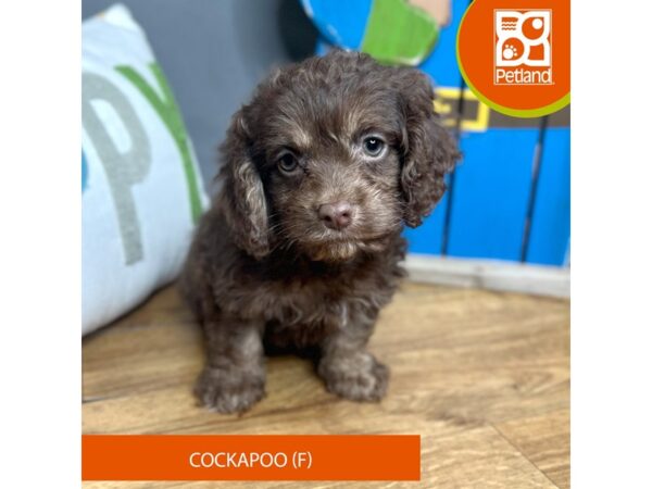 Cock A Poo Dog Female Chocolate 16612 Petland Chillicothe, Ohio