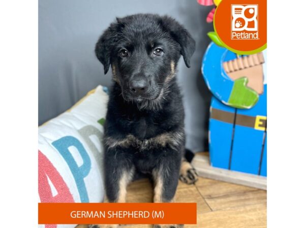 German Shepherd Dog-Dog-Male-Black / Tan-16610-Petland Chillicothe, Ohio