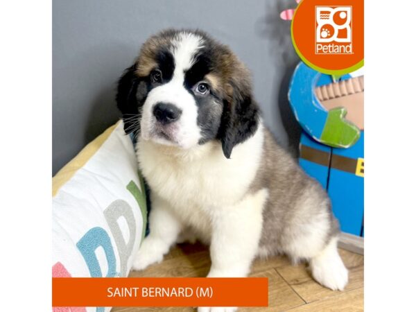 Saint Bernard-Dog-Male-Mahogany / White-16619-Petland Chillicothe, Ohio